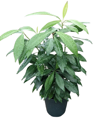 Ardisia Red